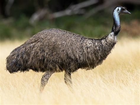 All About Emu Animal Media Foundation