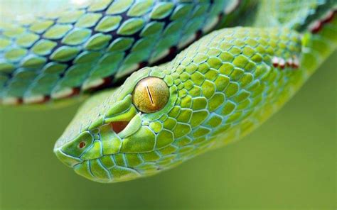 Animals Snake Reptile Vipers Wallpapers Hd Desktop And Mobile