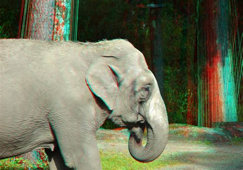 Olifant Burgers Zoo 3d Anaglyph Stereo Redcyan D7000 18 2 Flickr