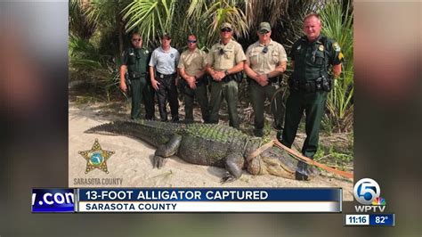 13 Foot Alligator Captured In Florida