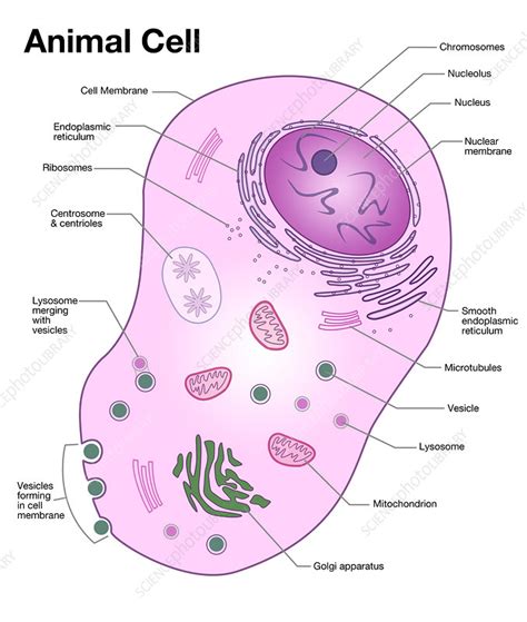 Animal cells are generally small in size and cell wall is absent. Animal Cell Diagram, illustration - Stock Image - C027 ...