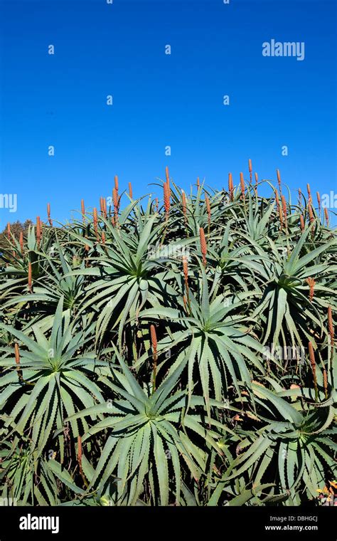 Plants With Spiky Leaves Hi Res Stock Photography And Images Alamy