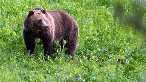 Protections Restored For Grizzly Bears Hunts Blocked Youtube