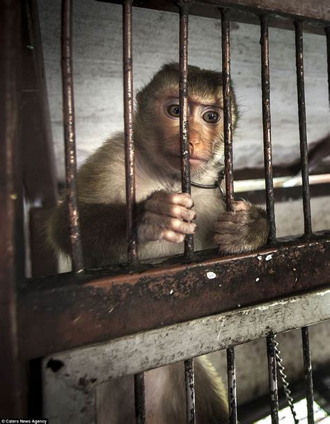 Animals Locked In Squalid Cages In Thailands Shocking Zoos Daily