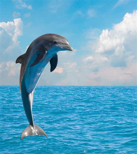 50 Fun And Fascinating Dolphin Facts For Kids Go Parent Go