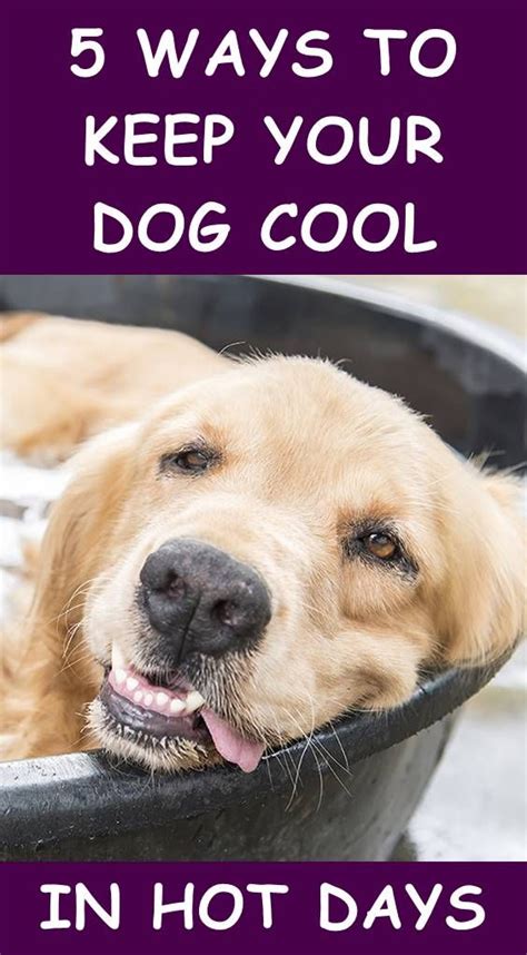 How To Keep Your Dog Cool In Hot Days Outside Dogs Dogs Dog Wellness