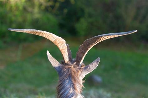 Premium Photo Goat Horns Grazing
