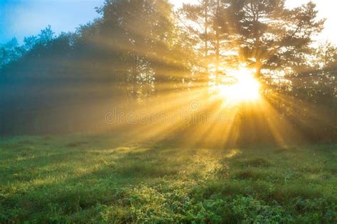 Amazing Landscape With Sun And Forest And Meadow At Sunrise Stock Image