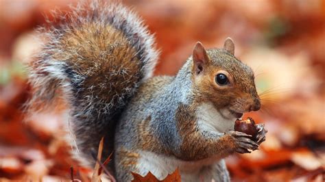 How Do Squirrels Find Their Nuts In The Winter — Quartz