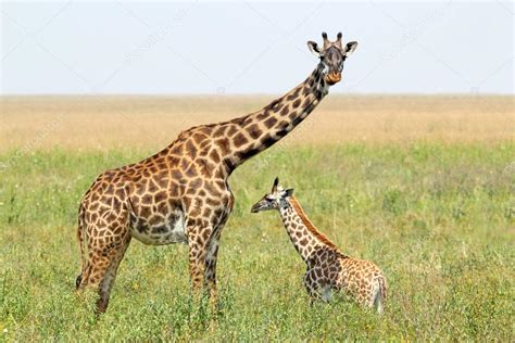 Giraffe Mother And Baby Captions Hd