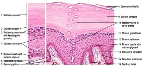 Beneath the two layers is a layer of subcutaneous fat, which also protects your body and helps you adjust to outside temperatures. Histology - FINAL at National College of Natural Medicine ...