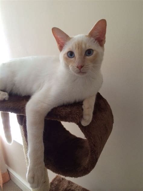 1000 Images About Flame Point Siamese On Pinterest Cats
