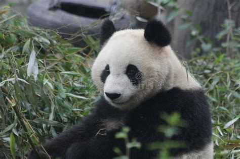 Funny Pose Of Giant Panda Stock Image Image Of Black 119605281