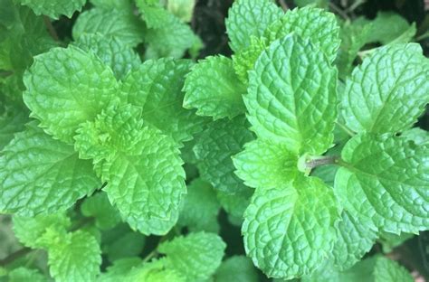 How To Grow Mint In A Tropical Herb Garden The Urban Gardening Shop