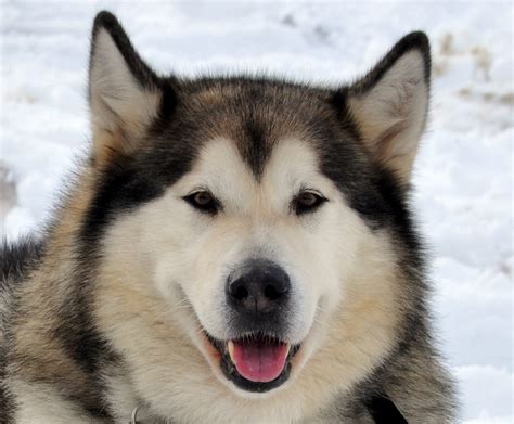 Hal Hal Unik Yang Terdapat Pada Anjing Ras Alaskan Malamute Dunia