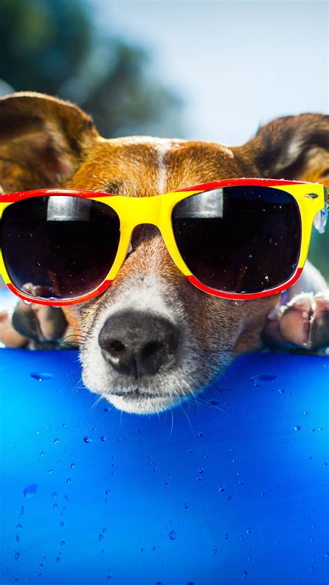 Funny Animals With Sunglasses