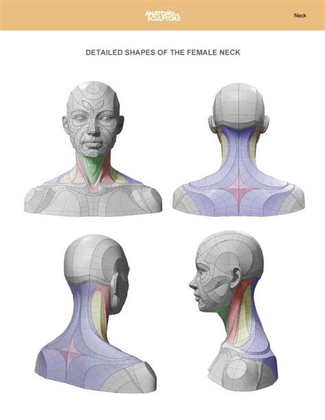 Artstation Female Neck Anatomy Shapes Anatomy For Sculptors