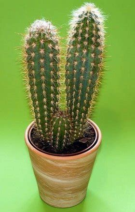 While you can plant a cactus in a container. How to Make Your Cacti Grow Faster? - Terrarium Planting Guide
