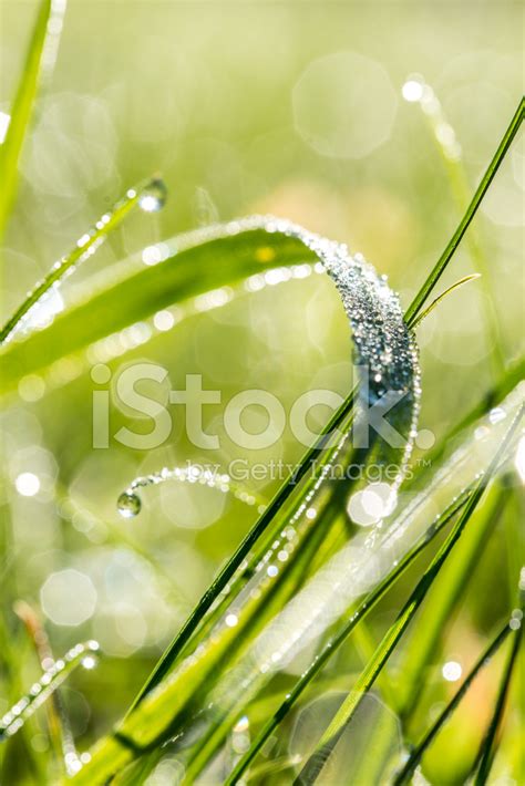 Raindrops On A Blade Of Fresh Green Grass Stock Photo Royalty Free