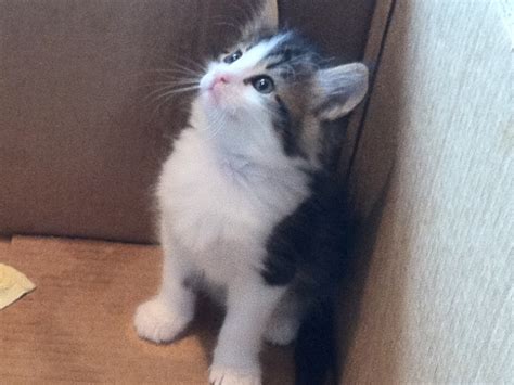 They are loved and well cared for, healthy and up to date on vaccines. Maine Coon/Calico Mix Kittens | Madison, CT Patch