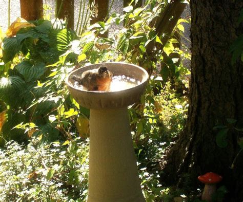 A hummingbird makes use of a bird bath. Homemade Birdbath Ideas | ThriftyFun
