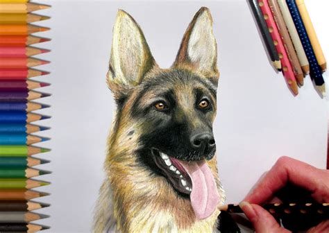 German Shepherd Pencil Drawing At Getdrawings Free Download