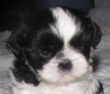 The shih tzu is often referred to as a small lion. Adorable shih-tzu puppies for Sale in Athens, Wisconsin Classified | AmericanListed.com