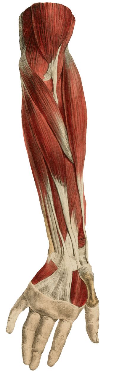 Lacertus Fibrosus Biceps