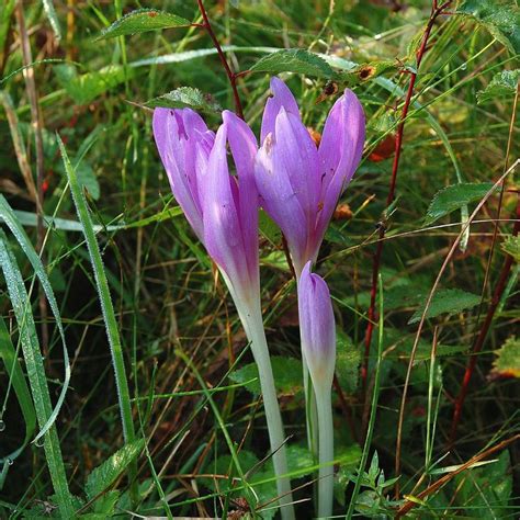 Colchicum autumnale | Saffron seeds, Seeds, Perennials