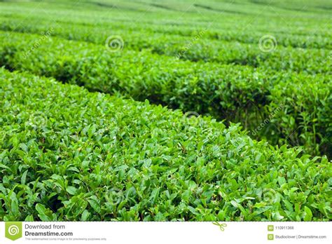 The Finest Green Tea Bushes At The Organic Green Tea Plantation Of Jeju