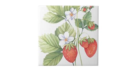 Strawberries Ceramic Tile Zazzle