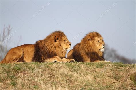 Leões Machos — Fotografias De Stock © Alisonbow 22424979