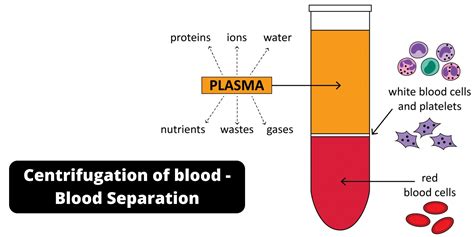 Centrifugation Of Blood Blood Separation