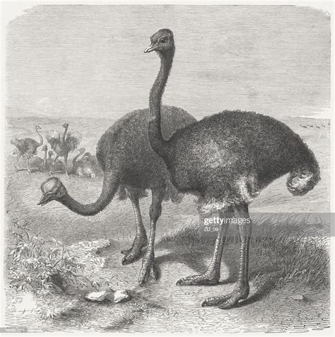African Ostriches Wood Engraving Published In 1864 High Res Vector