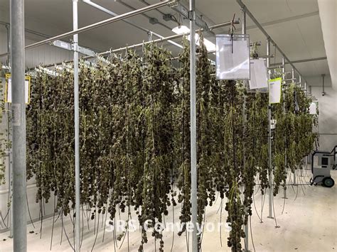 Cannabis Drying Rack Trolley And Hanging System Srs Conveyors