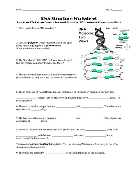 Ib dna structure replication review key 2 6 2 7 7 1. dna structure worksheet