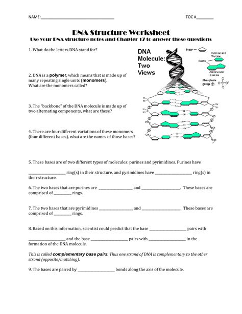Dna structure and replication worksheet. dna structure worksheet