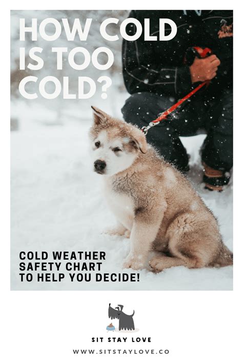 When Its Too Cold For Your Dog Outside Helpful Tips Dog Cold Cold