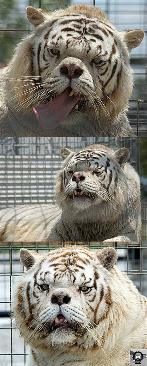 Kenny el tigre blanco con síndrome de Down... + https:/... en Taringa!