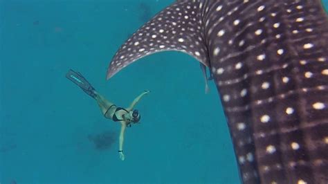Stunning Gopro Footage Of A Professional Freediver Swimming With Gentle