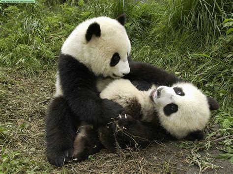Los Pandas Bebés Imagui