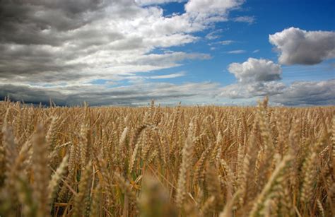 Weetabix Re Commits To Source Wheat From Local Farmers Farminguk News