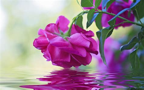 Beautiful Flower Pink Rose Green Leaves Reflection In Water Wallpaper