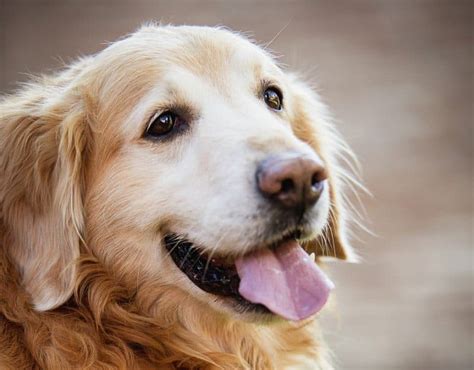 7 Crazy Facts About Golden Retriever Lifespans And 7 Tips To Increase