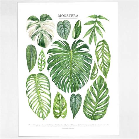 Monstera Species Print Etsy Botanical Poster Botanical Watercolor