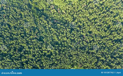 Aerial Top View Of Forest Landscape From Above Pine Trees Nature