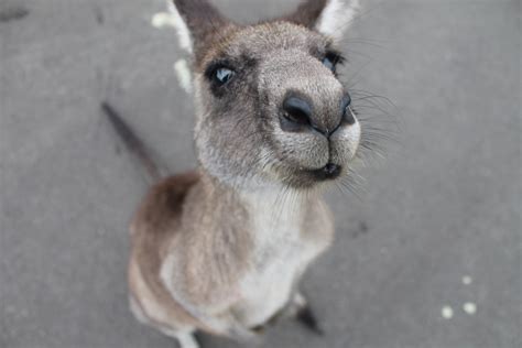 Free Images Wildlife Zoo Mammal Baby Fauna Kangaroo Wallaby