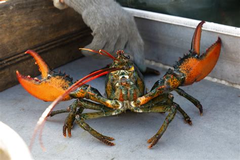 Maine Fishermen Must Now Report All Lobster Catches To Authorities