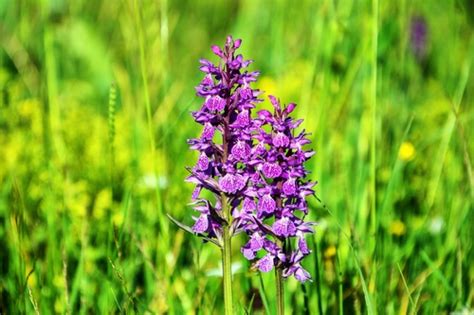 Refine your search for grass with purple flowers. Purple flowers in the grass Stock Photo free download
