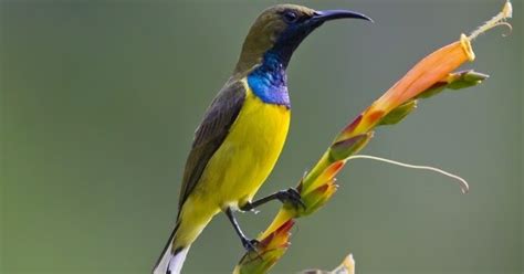 Burung Madu Sriganti, Jenis Burung Penghisap Nektar Bunga | Burung Kicau Terbaik